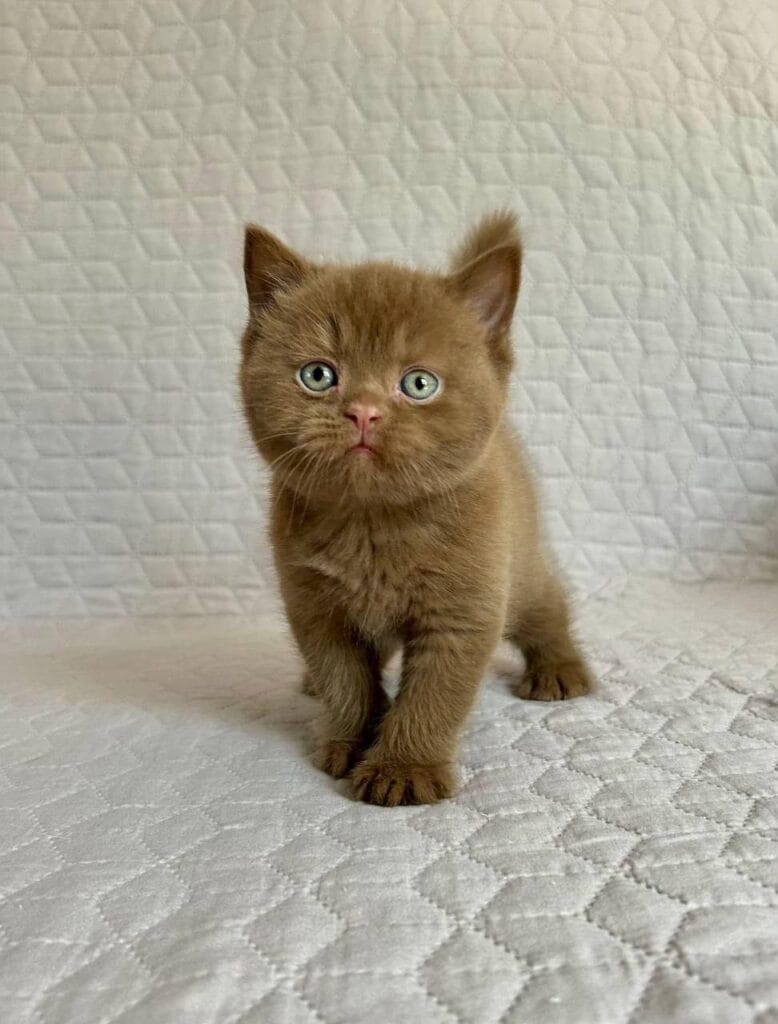 Bazzit – Male