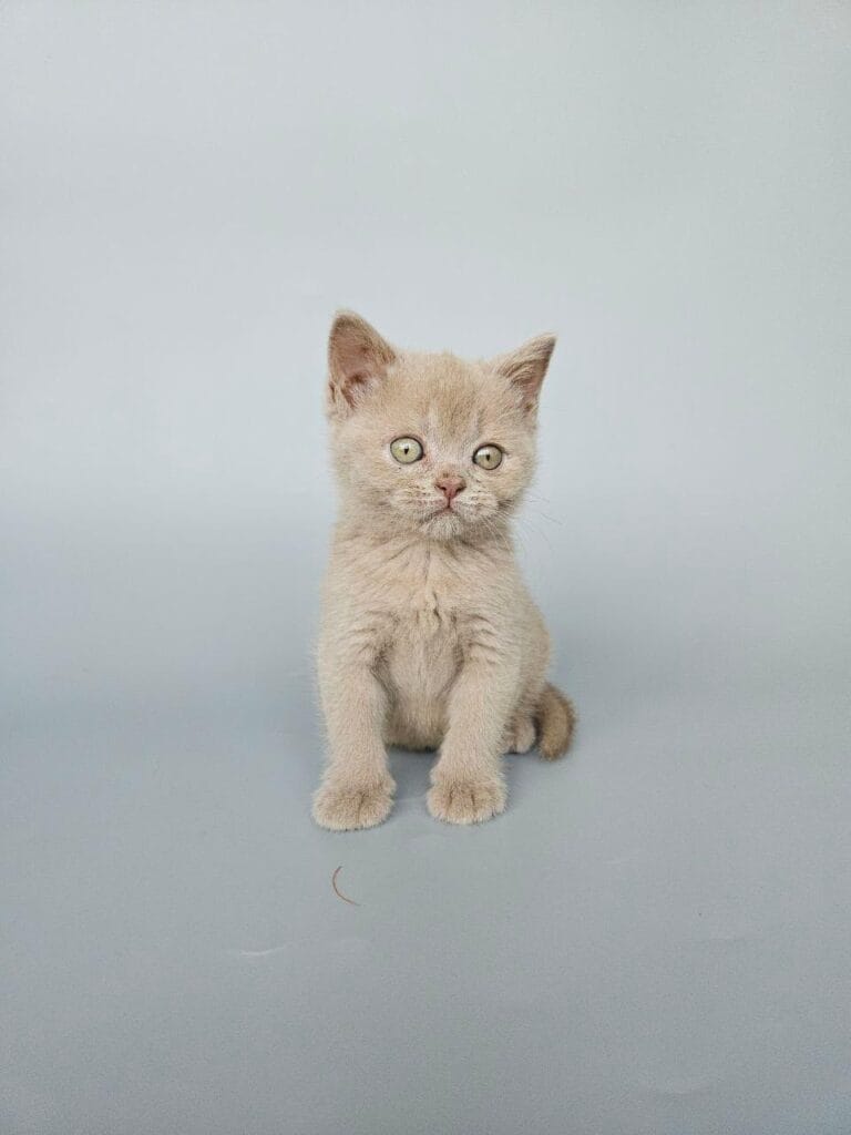 Ami – Female