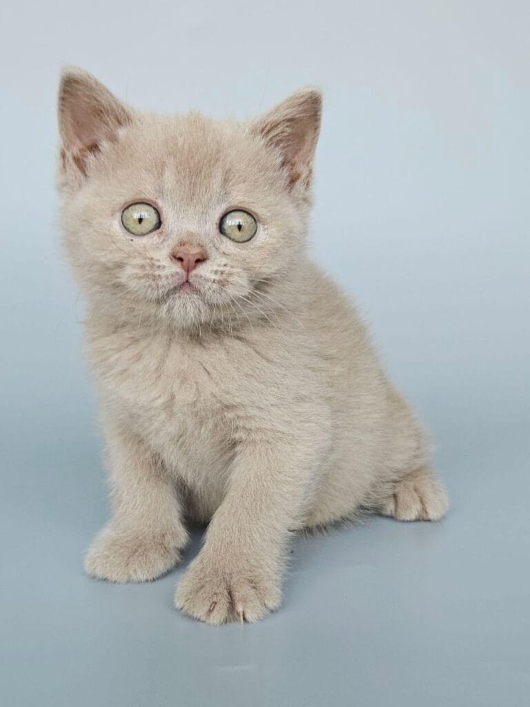 Ami – Female