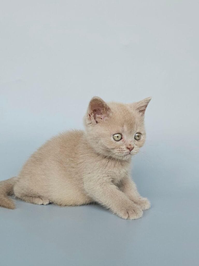 Ami – Female