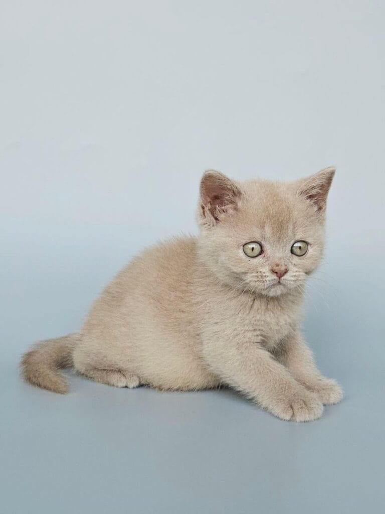 Ami – Female