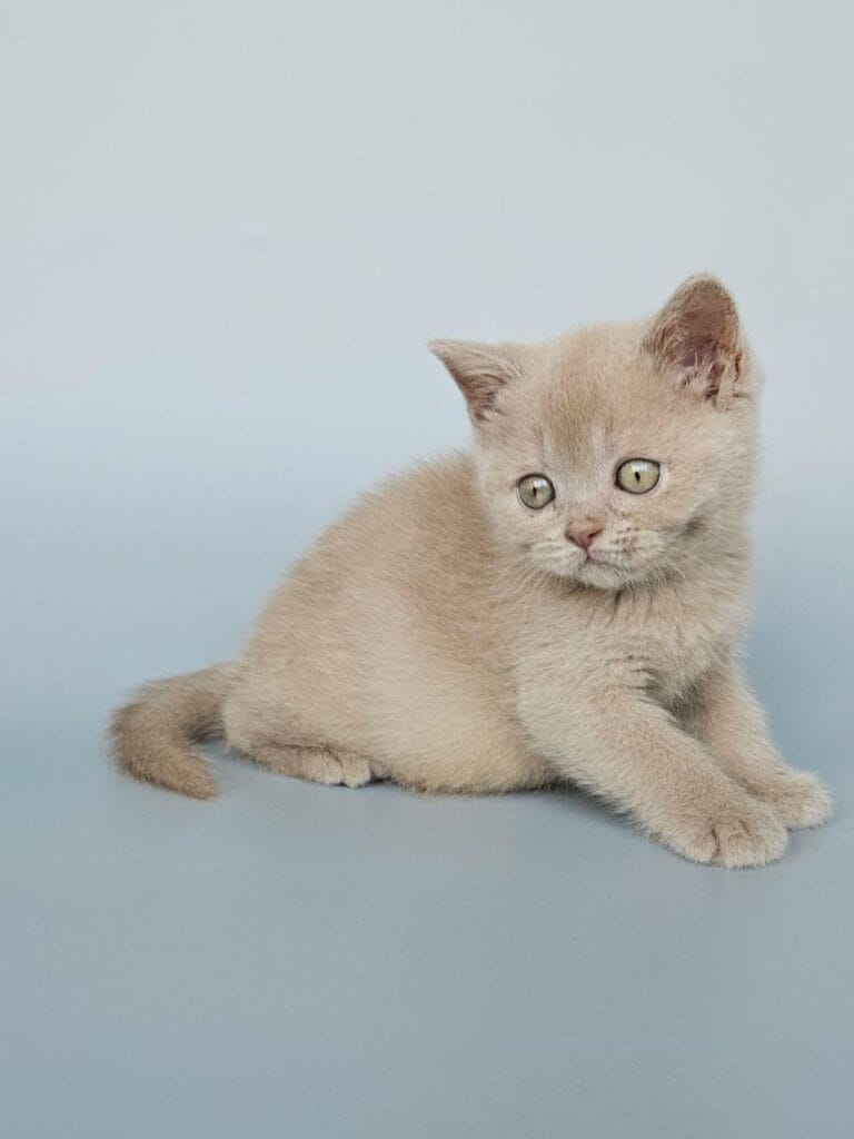 Ami – Female