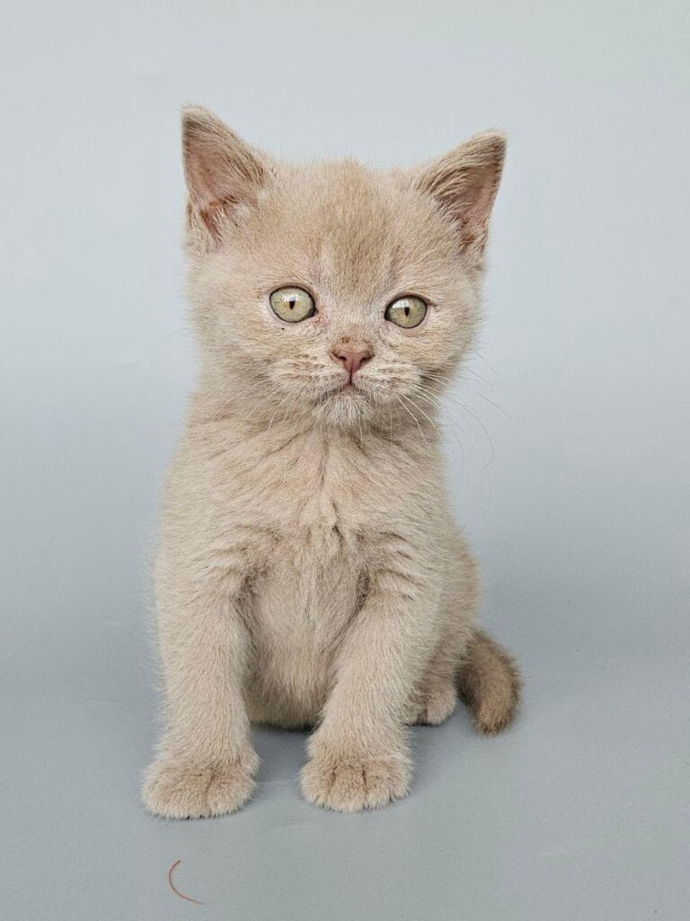Ami – Female