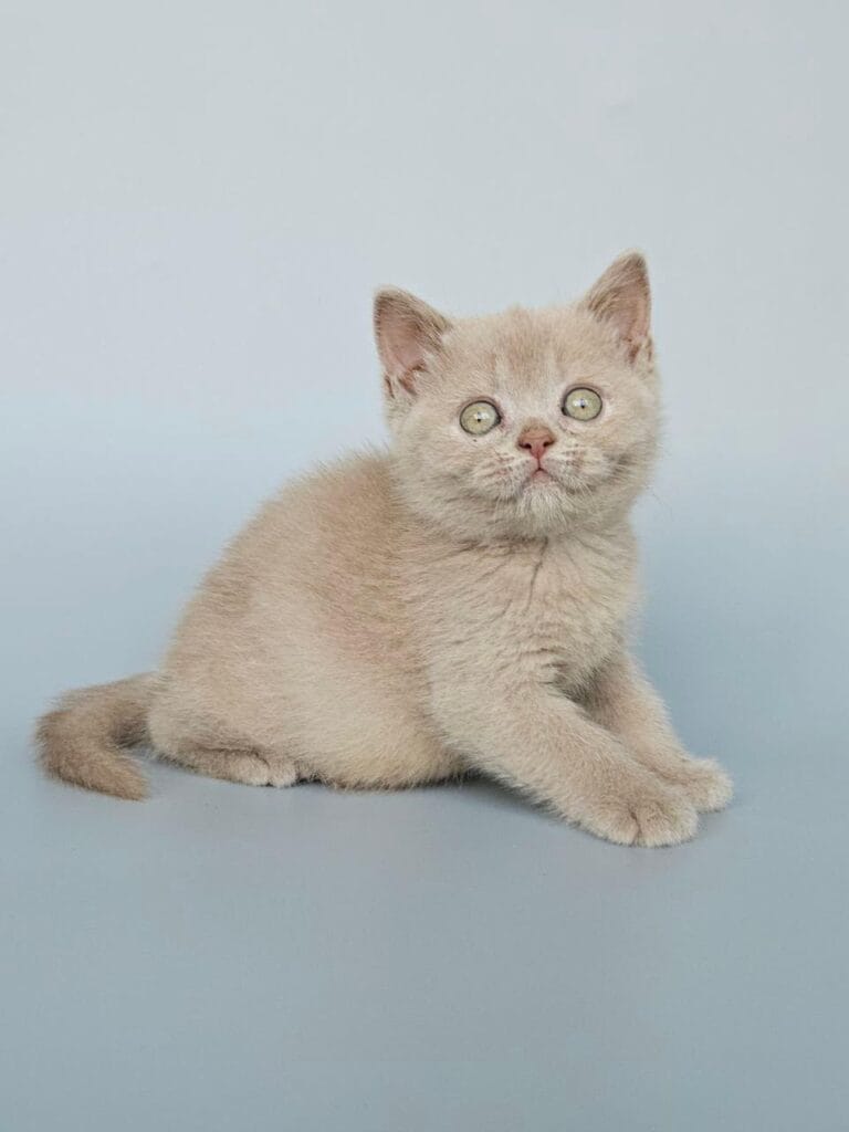Ami – Female