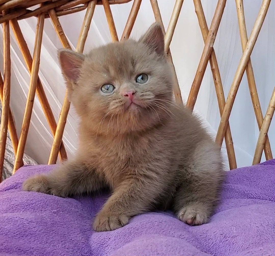 chocolate
