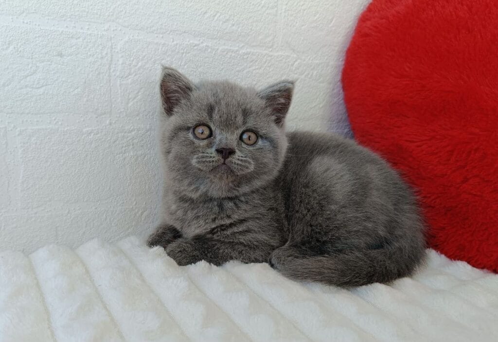 Wendy – Female