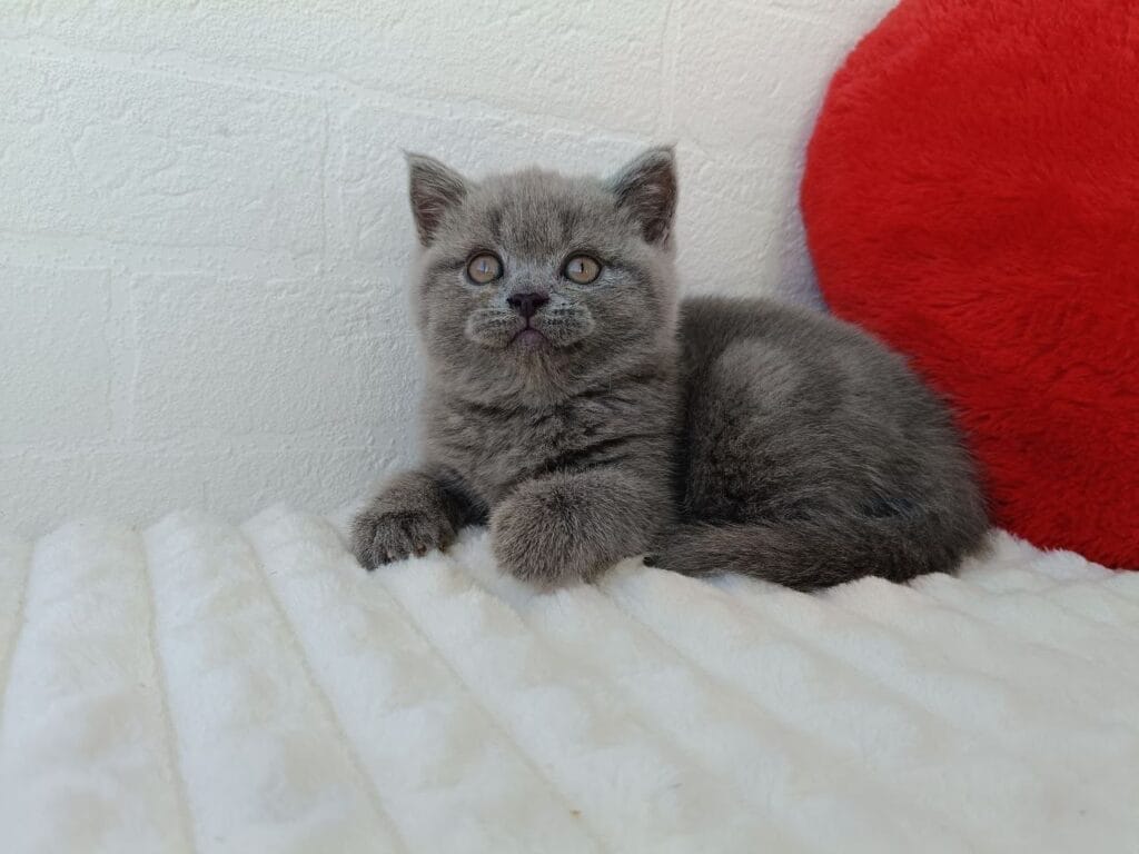 Wendy – Female