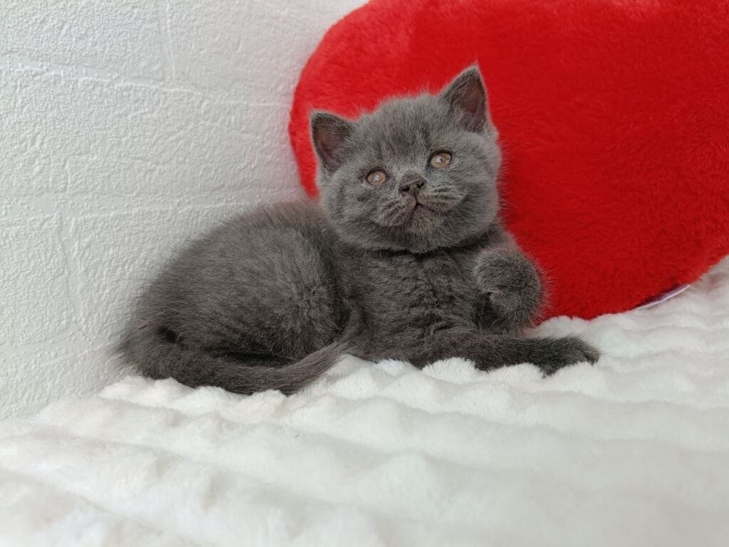 Willow – Male