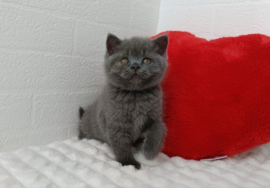 Willow – Male