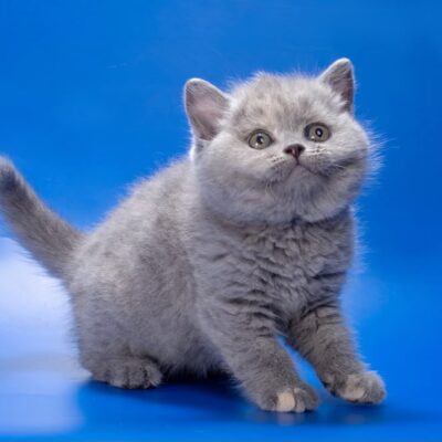 blue bicolor