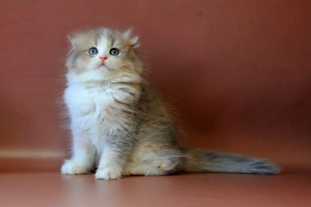 Freya – Female