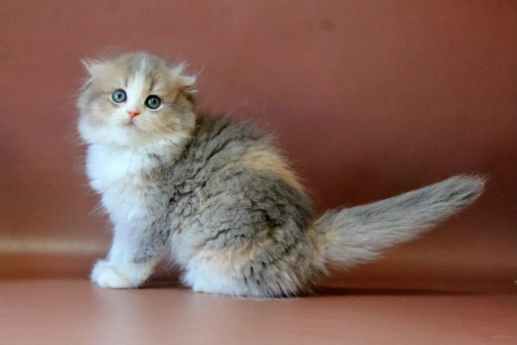 Freya – Female