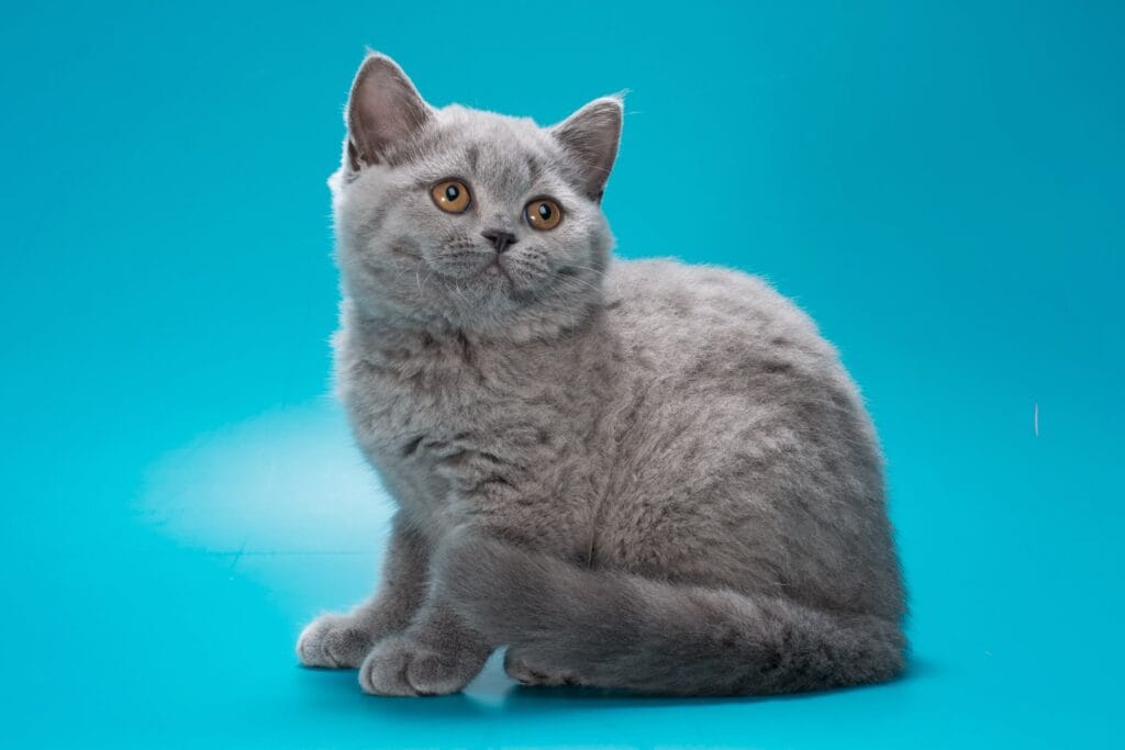 Olwen – Male