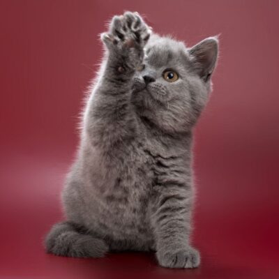 british blue