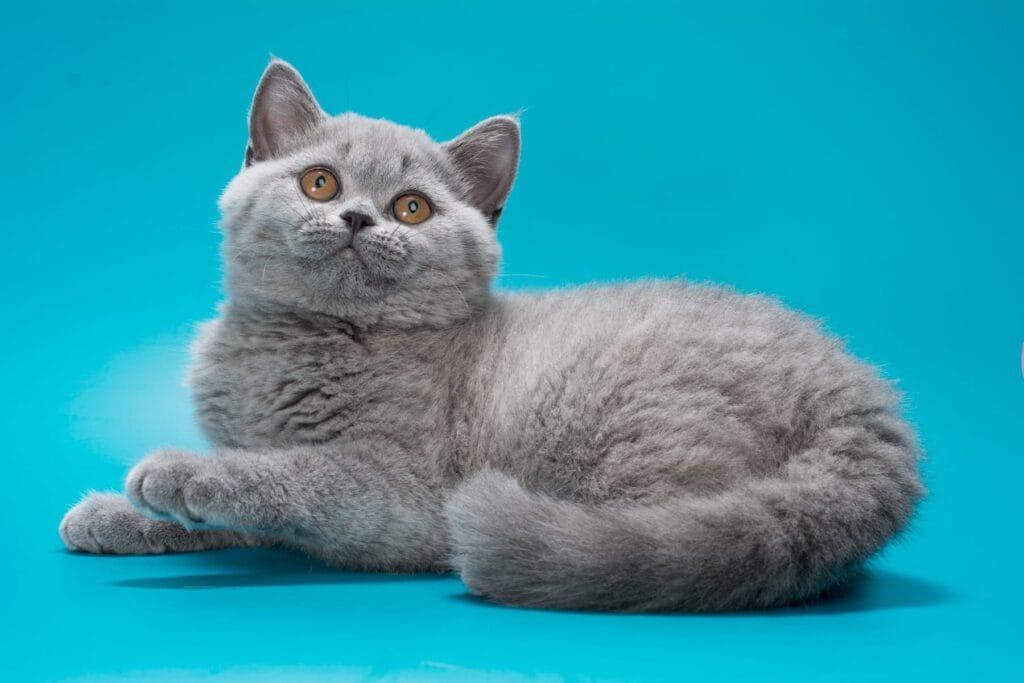 Olwen – Male