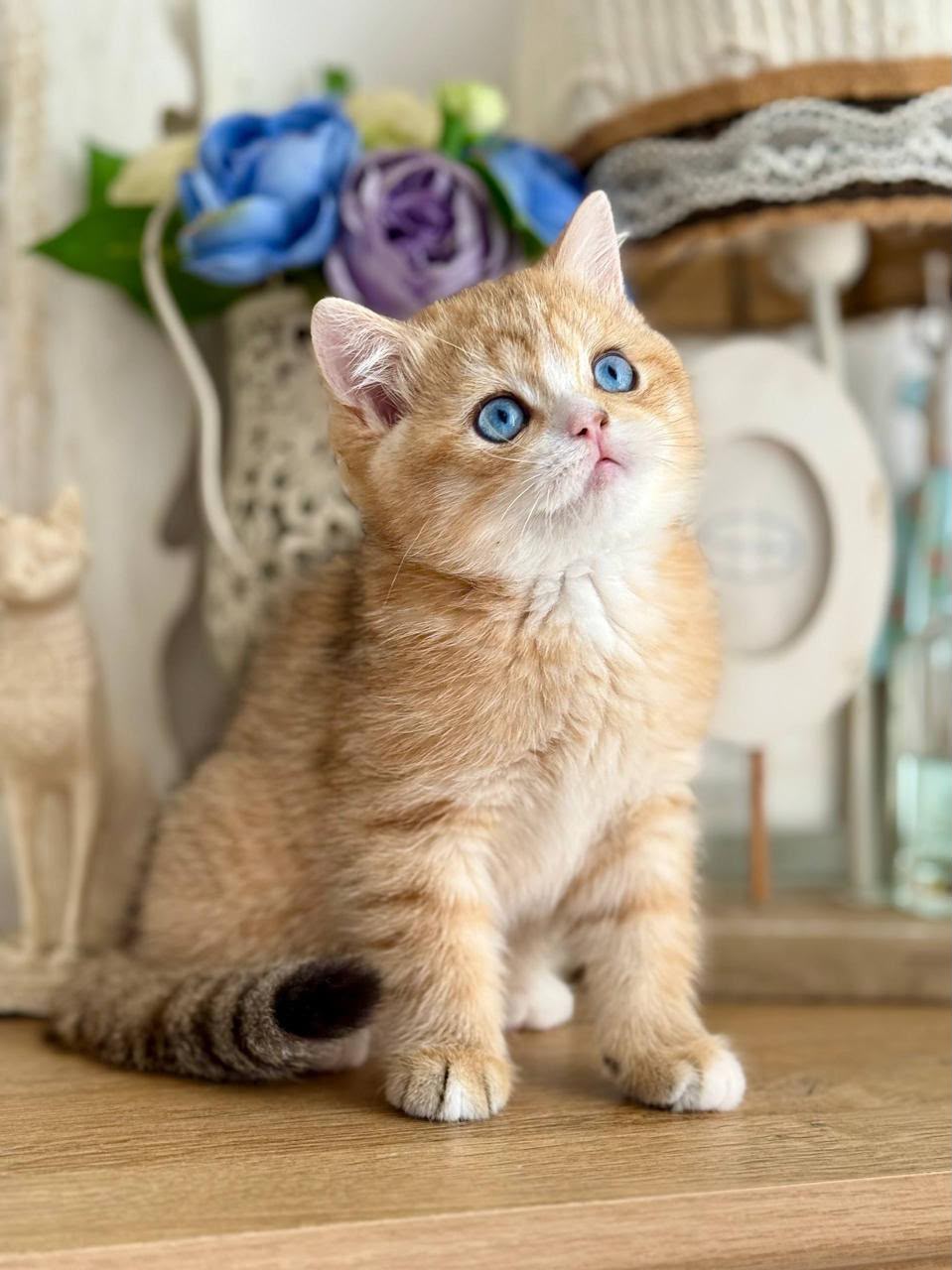 british blue