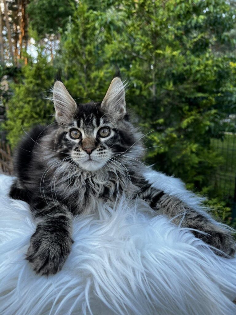 Unix – Male