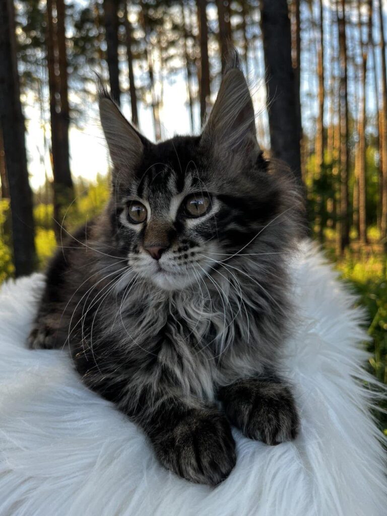 Unix – Male