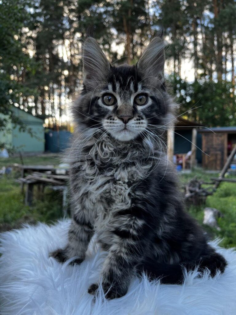 Unix – Male
