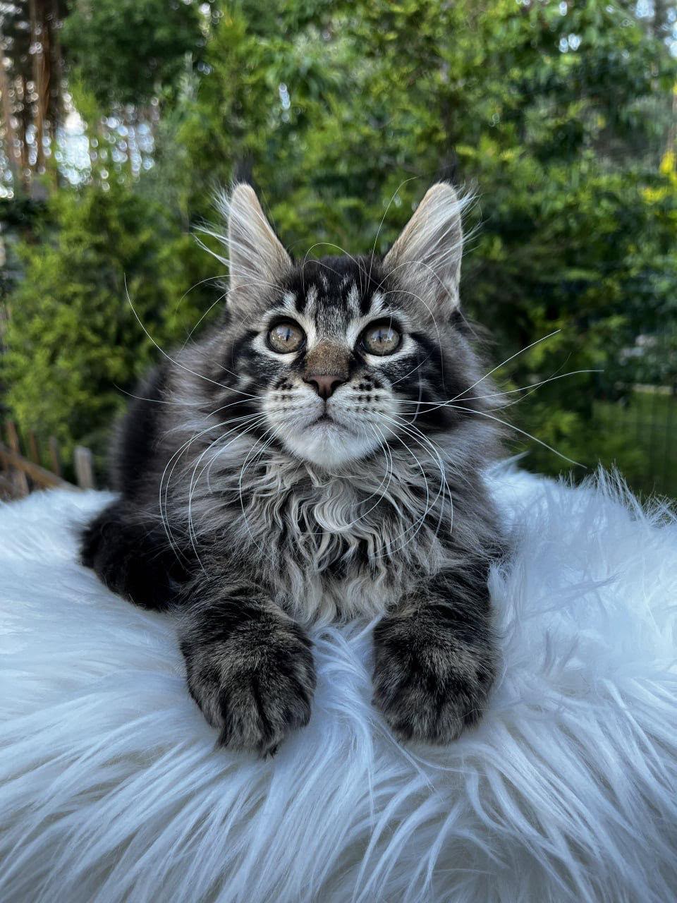 maine coon
