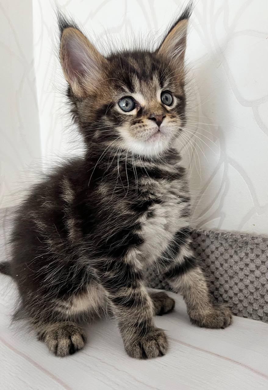 maine coon