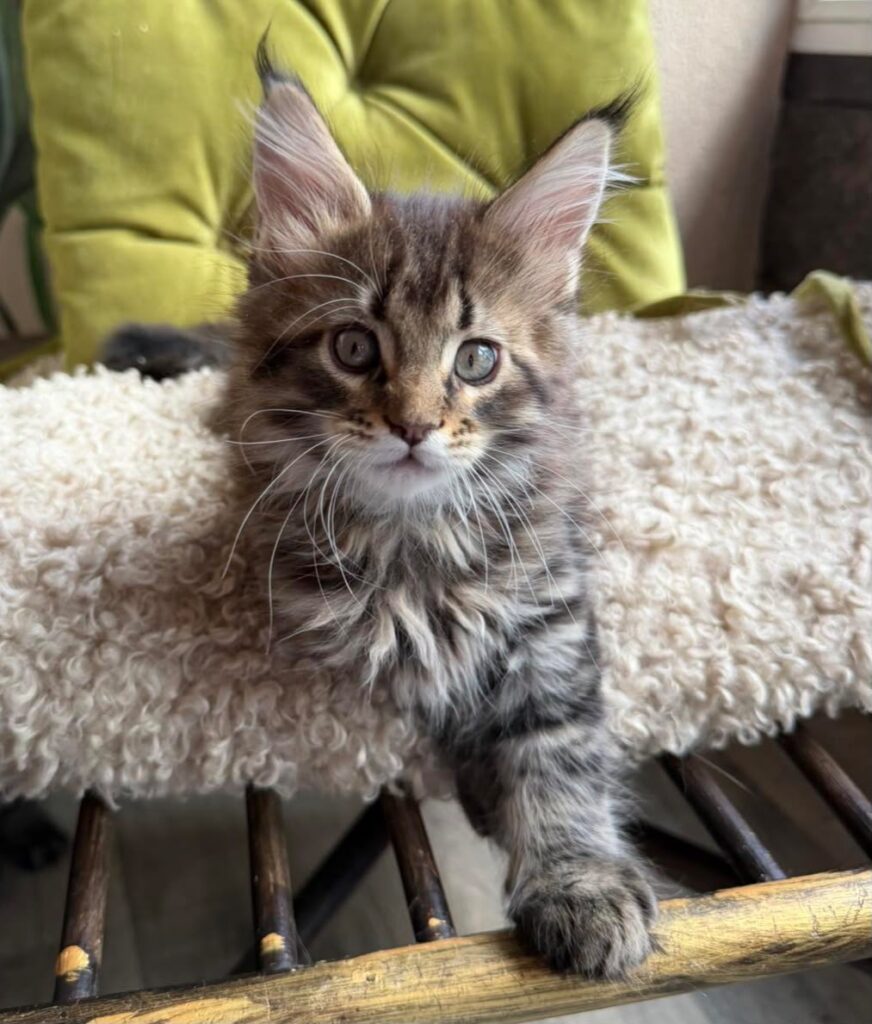 Ulfred – Male