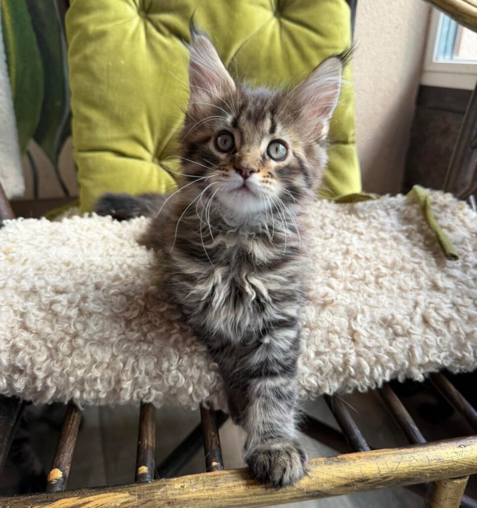 Ulfred – Male