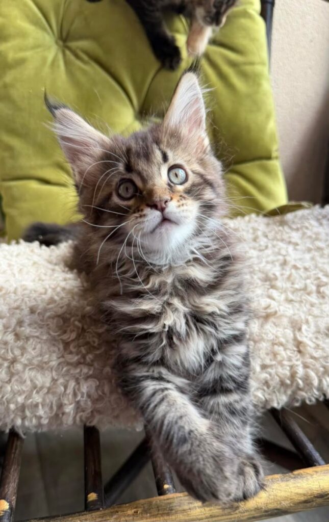 Ulfred – Male