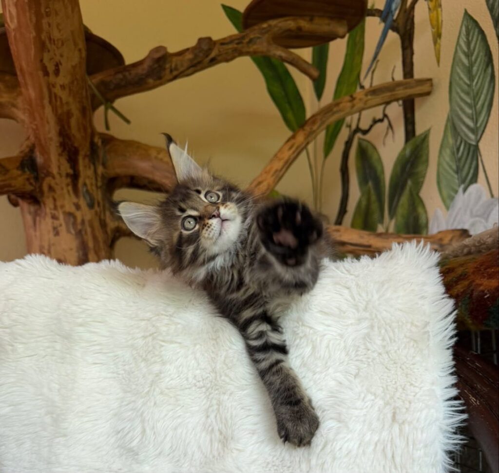 Ulfred – Male