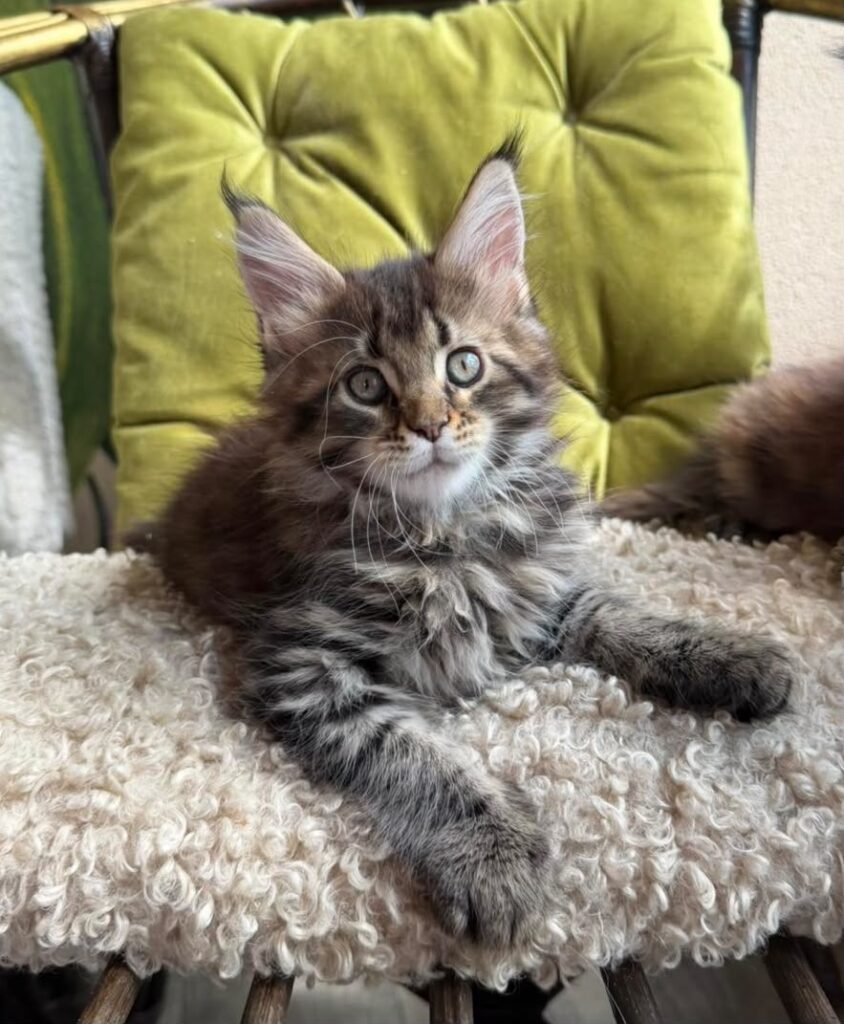 Ulfred – Male