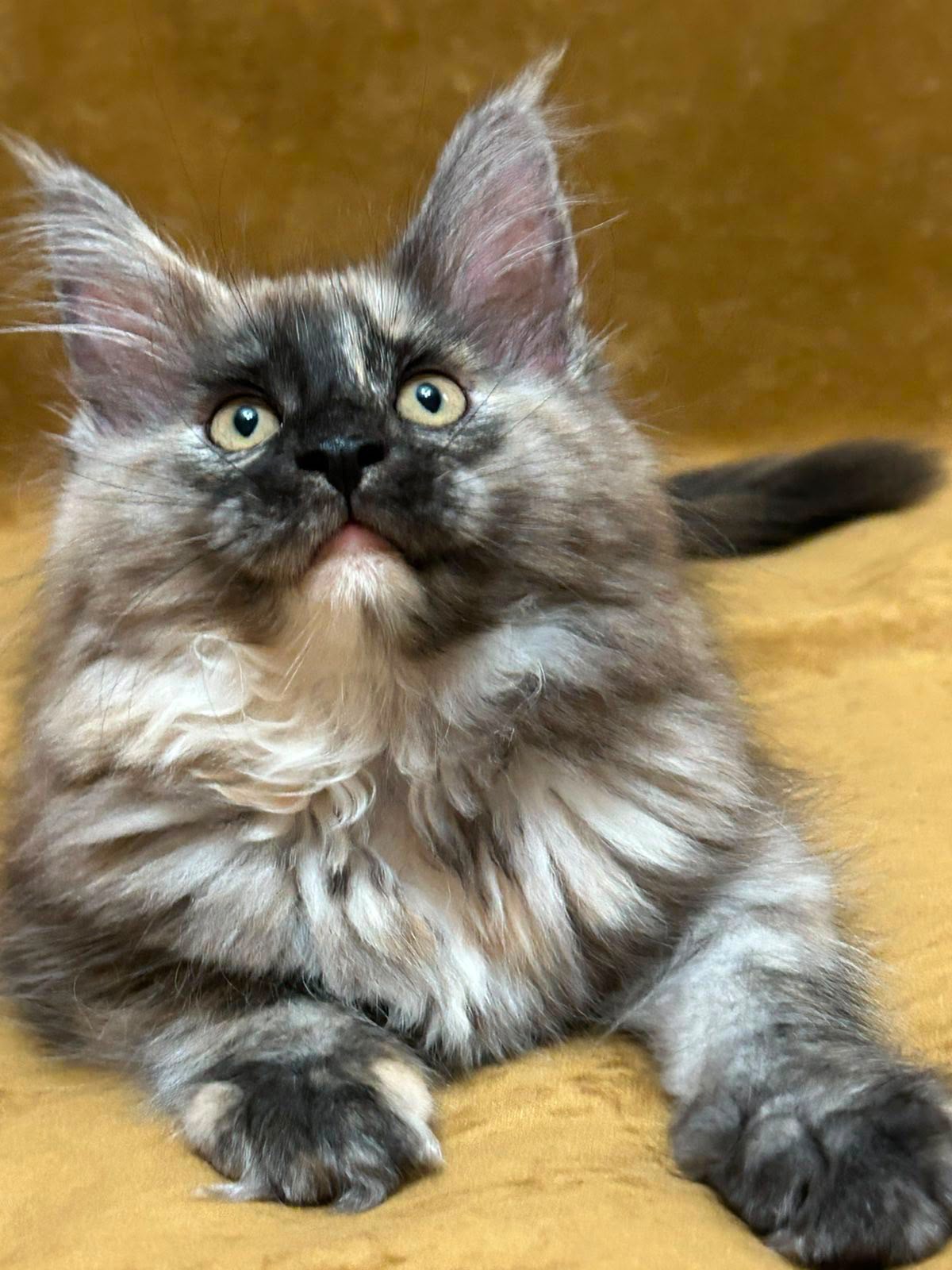maine coon