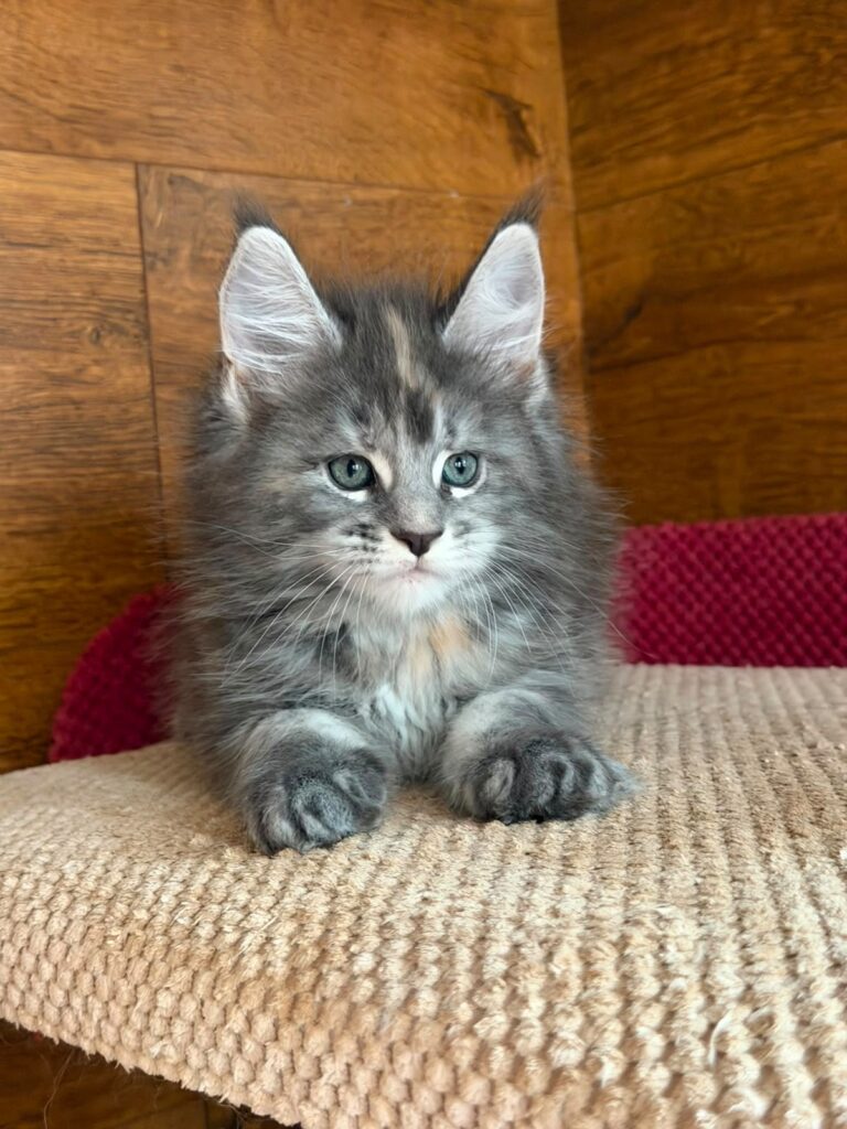 Assol – Female