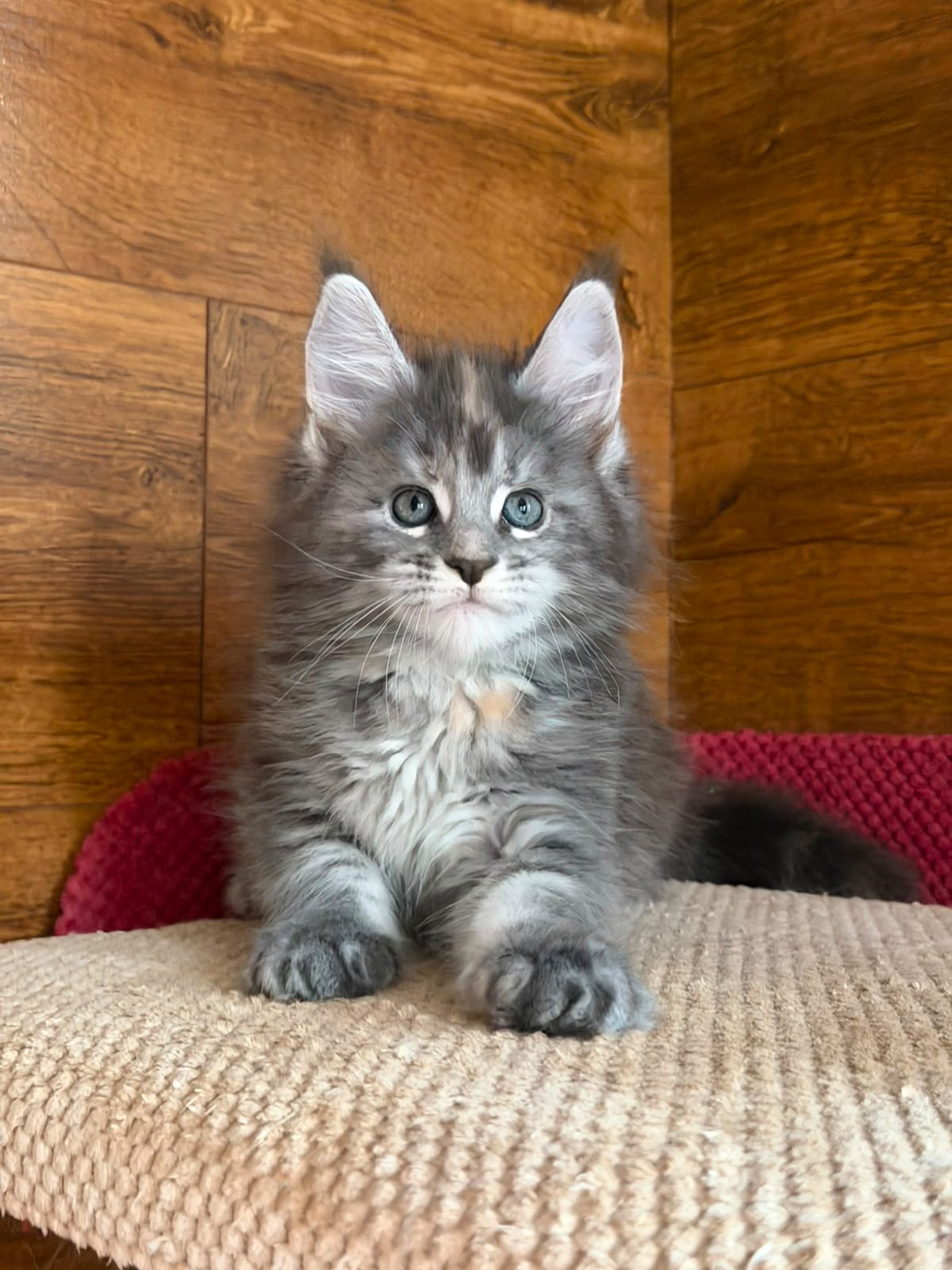 maine coon