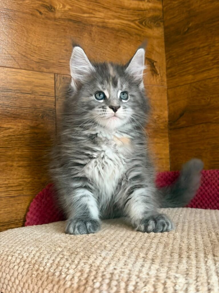 Assol – Female
