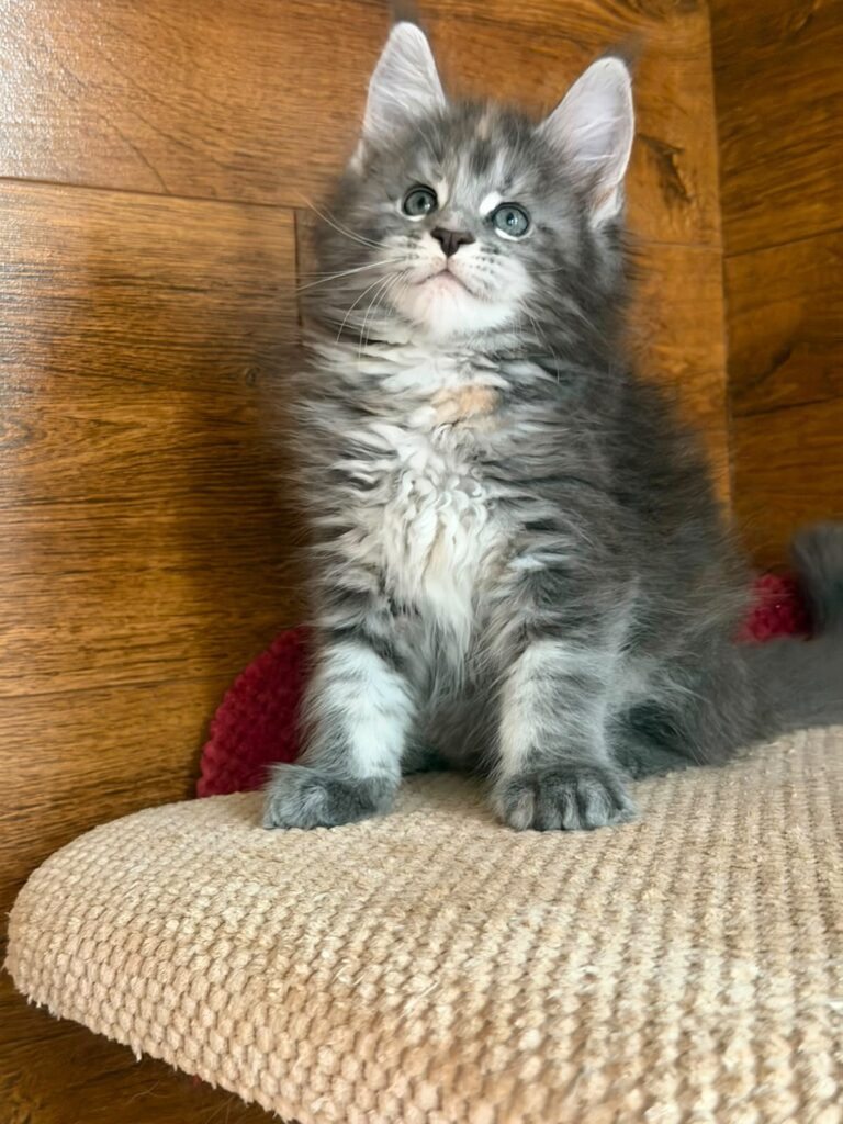 Assol – Female
