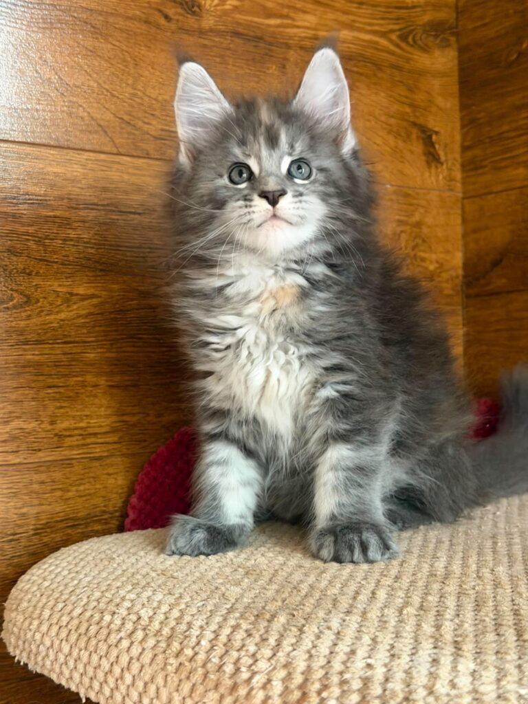 Assol – Female
