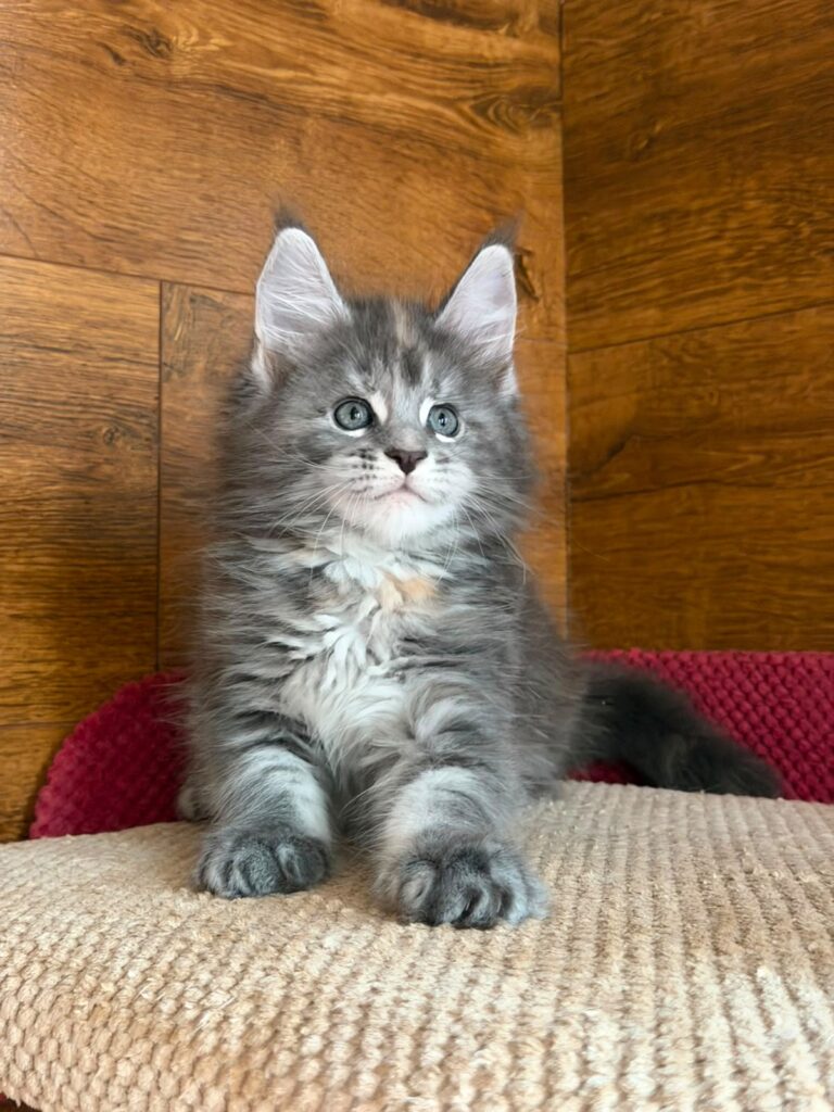 Assol – Female