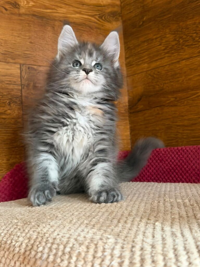 Assol – Female
