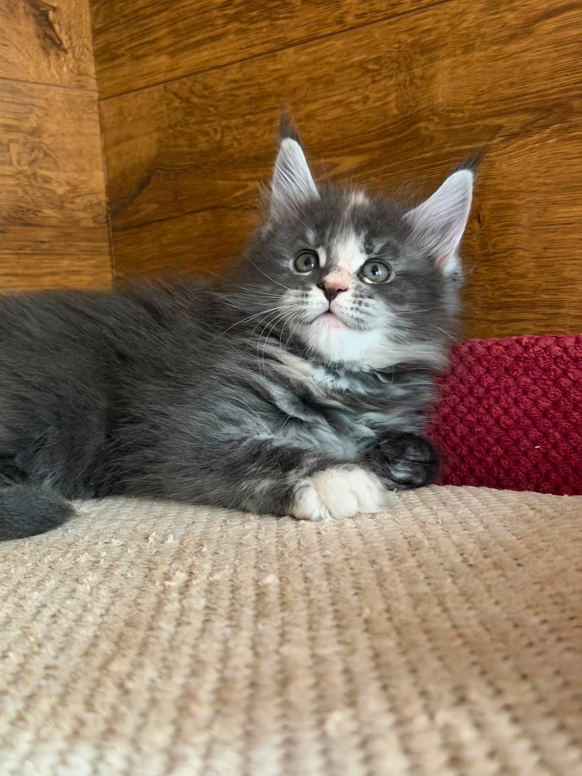maine coon