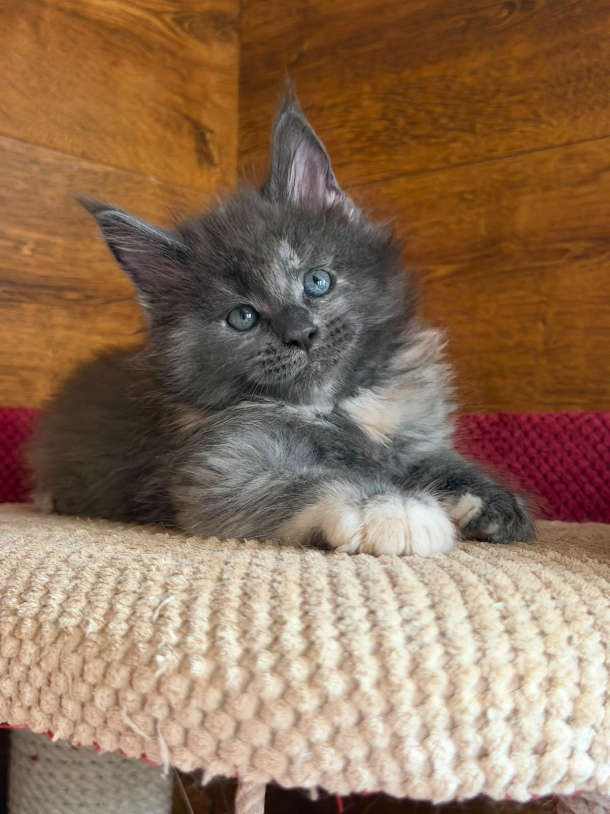maine coon