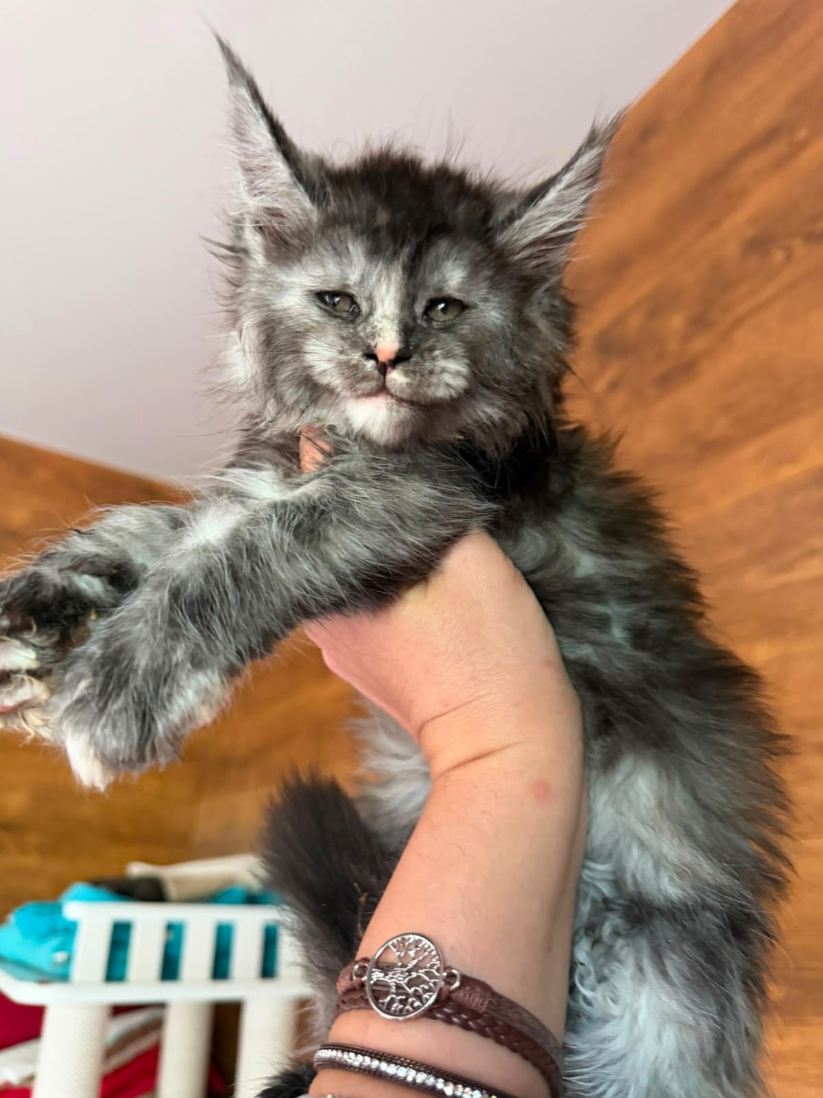 maine coon