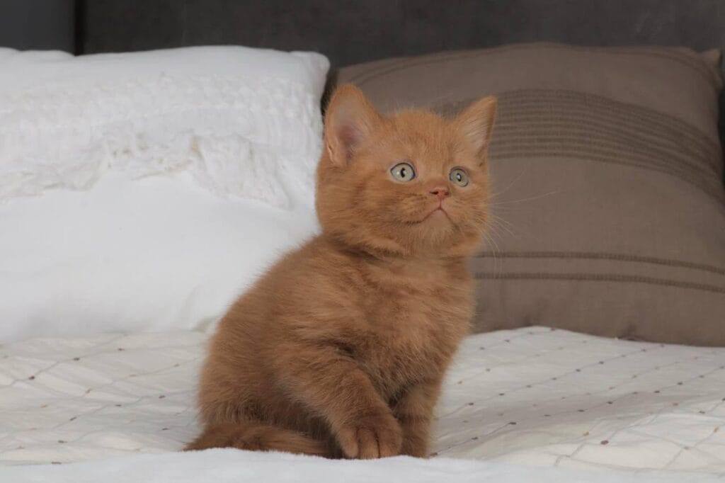 Sirius – Male
