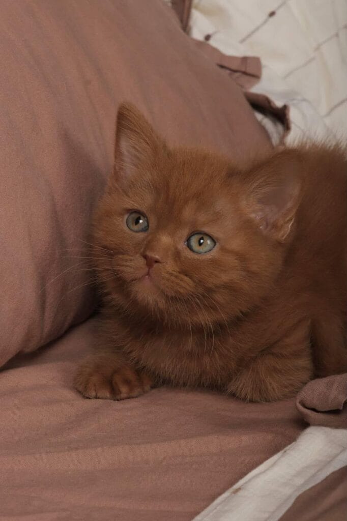 Sirius – Male