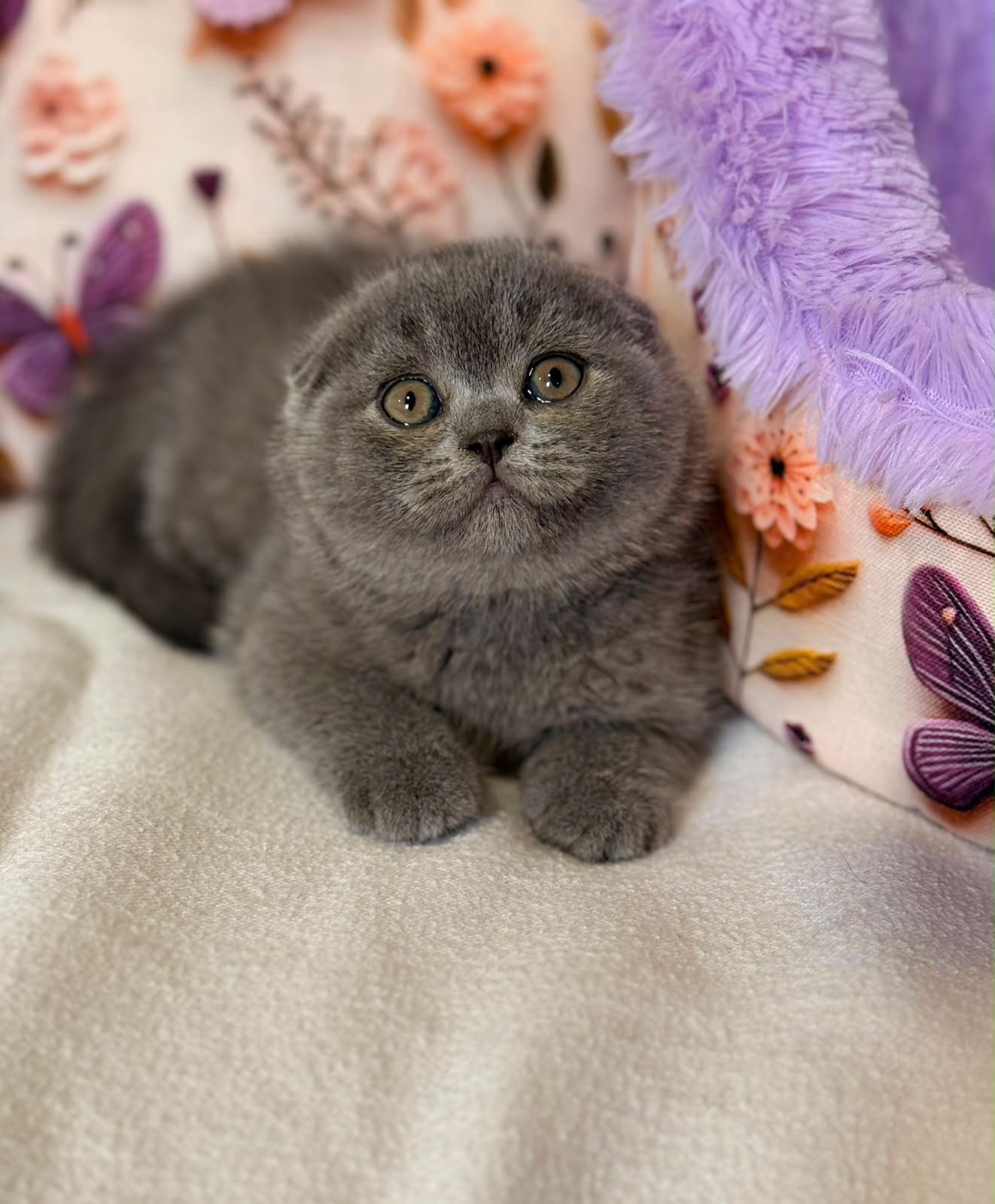 british blue