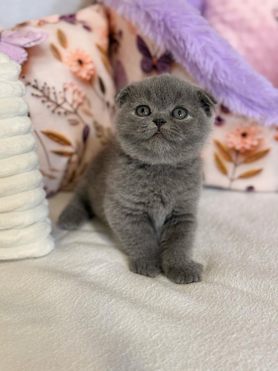 british blue