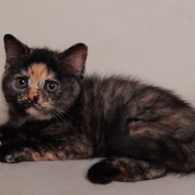 british tortie