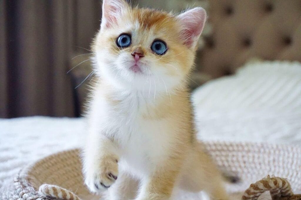 Grayson – Male