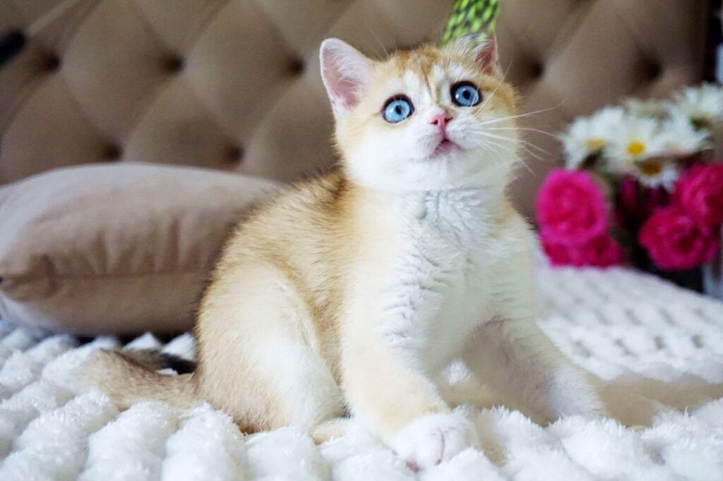 Edwin – Male