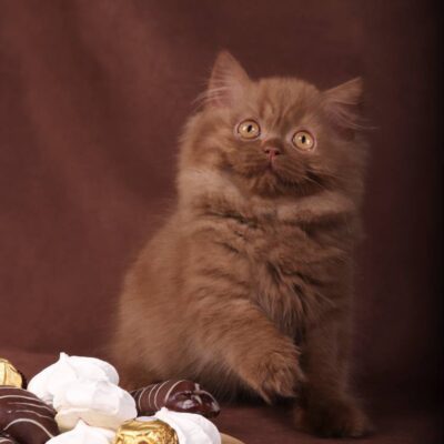 british longhair