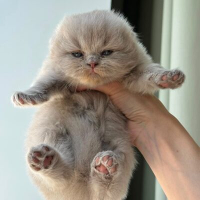 scottish fold lilac